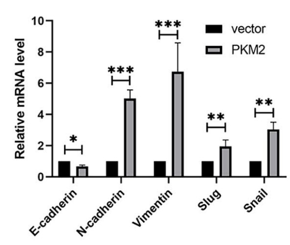 qRT-PCR analysis of mRNA levels of key EMT-related genes in vector and PKM2 groups in vitro.jpg